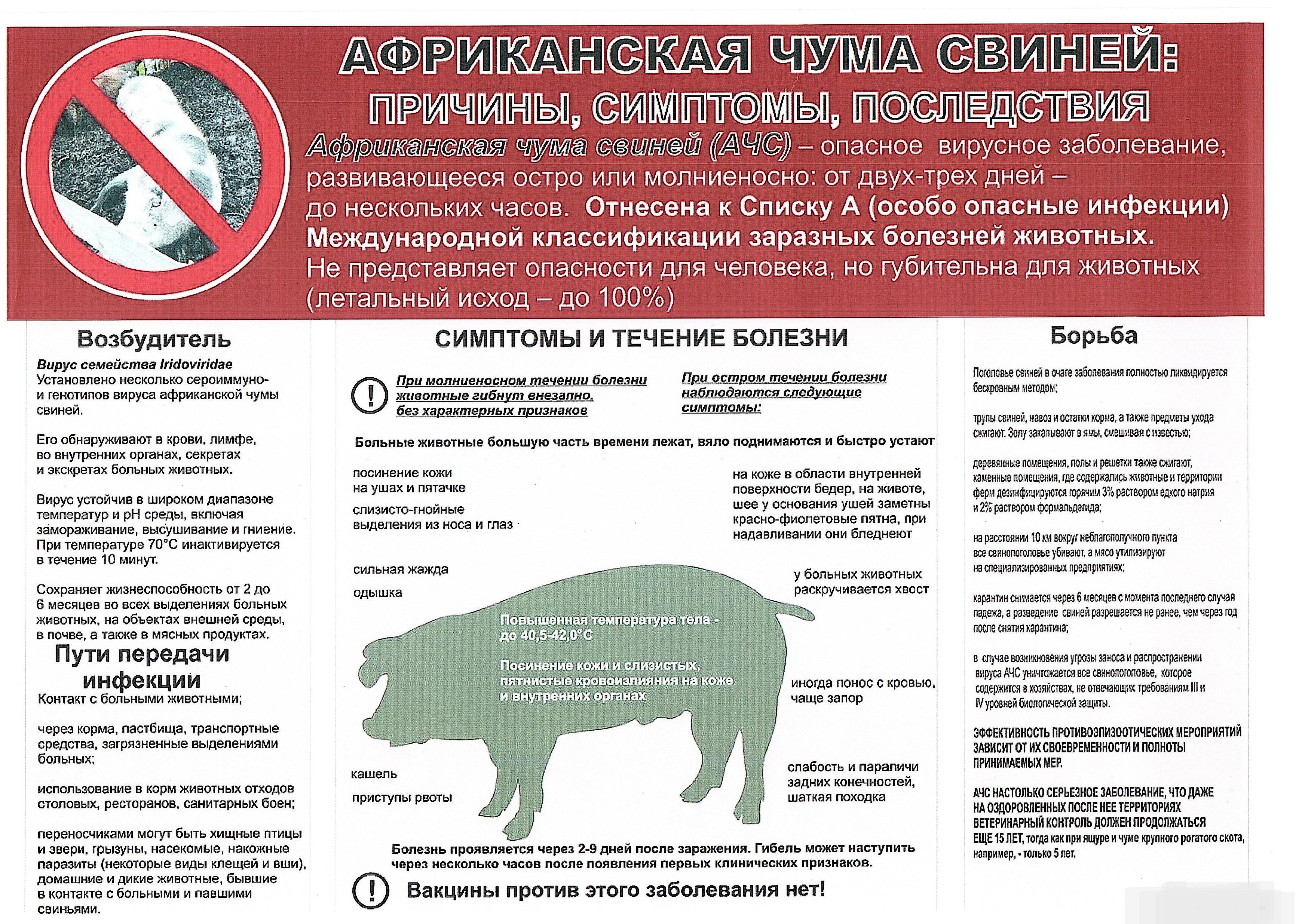 Африканская чума свиней: меры профилактики для владельцев личных подсобных хозяйств.
